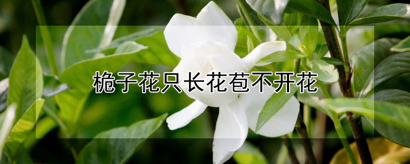 桅子花只长花苞不开花（桅子花只长花苞不开花怎么回事）