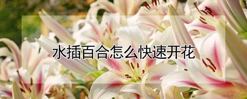 水插百合怎么快速开花 水插百合花怎么养