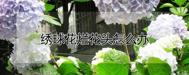 绣球花烂花头怎么办 绣球花烂花头怎么办视频