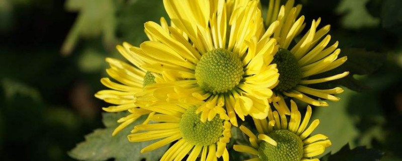 菊花什么时候打顶（菊花什么时候打顶赶春节开花呢）
