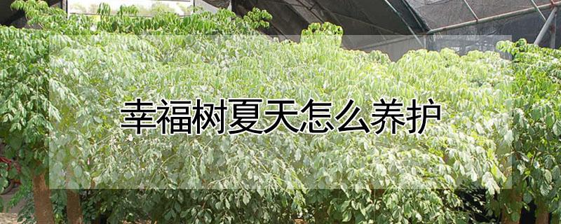 幸福树夏天怎么养护 幸福树夏天养护方法