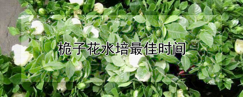 桅子花水培最佳时间 栀子花水培方法和注意事项