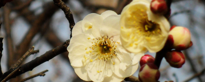 梅花为什么不开花（腊梅为什么不开花）