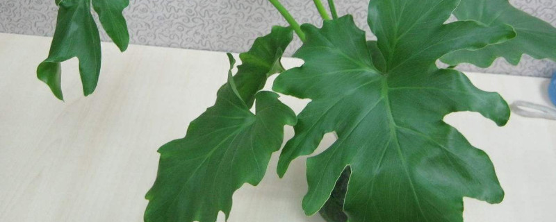 龟背竹怎样分株移植（龟背竹如何移栽）