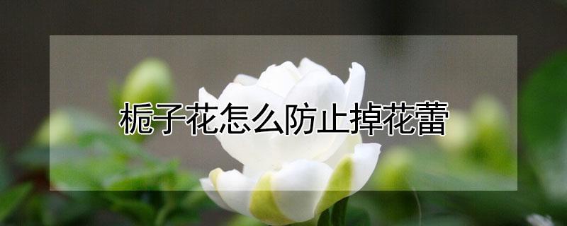 栀子花怎么防止掉花蕾 栀子花怎样防止落蕾