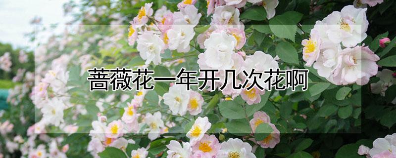 蔷薇花一年开几次花啊 蔷薇一年开几次花?