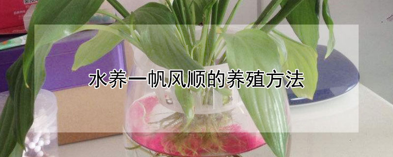 水养一帆风顺的养殖方法（水养一帆风顺能养多长时间）