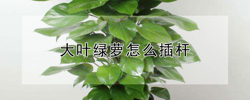 大叶绿萝怎么插杆（大叶绿萝怎么插杆视频）