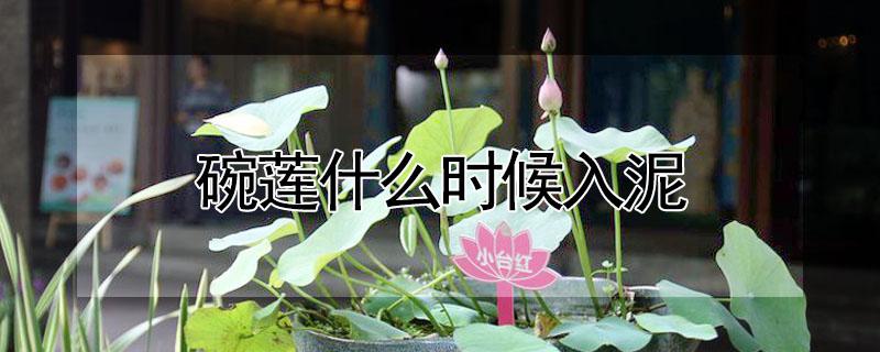 碗莲什么时候入泥（碗莲什么时候入泥里）