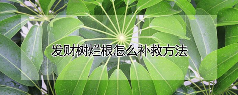发财树烂根怎么补救方法（发财树烂根怎么补救方法树树干变软能救吗）
