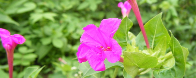 牵牛花枯叶了明年还会开吗 牵牛花枯叶了明年还会开吗