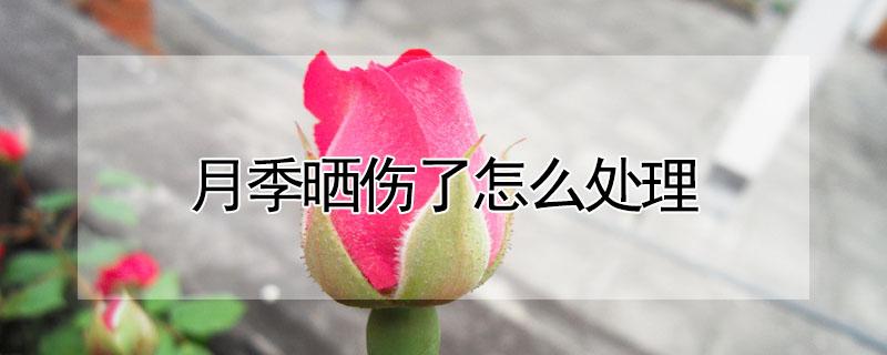 月季晒伤了怎么处理（月季暴晒后怎么处理）