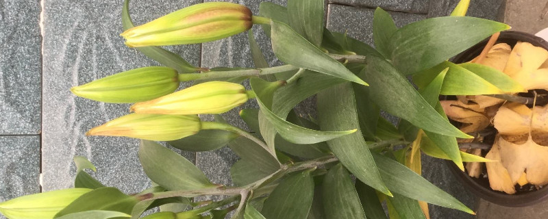 百合花苞不开花怎么办（百合花苞不开花是什么原因）