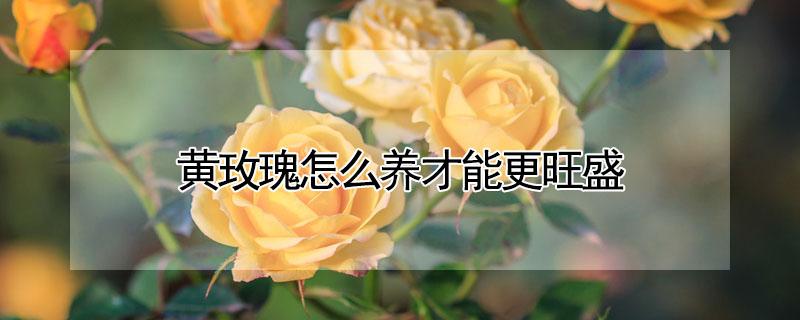 黄玫瑰怎么养才能更旺盛 黄玫瑰怎么养才能更旺盛呢