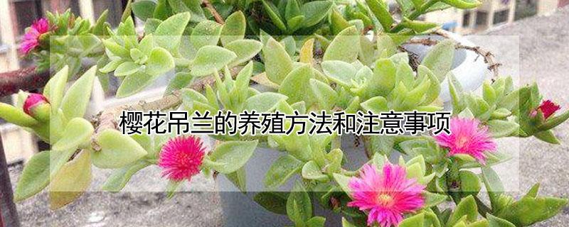 樱花吊兰的养殖方法和注意事项（樱花吊兰的养殖方法和注意事项有哪些）