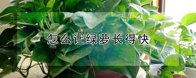 怎么让绿萝长得快 怎么让绿萝长得快一点