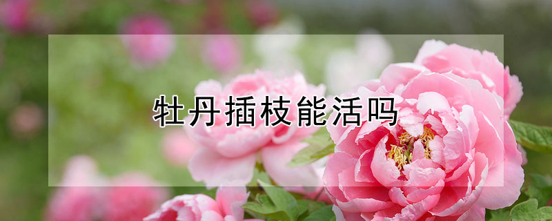 牡丹插枝能活吗 牡丹插枝能活吗?