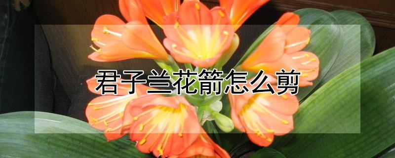 君子兰花箭怎么剪 君子兰花箭怎么剪好看