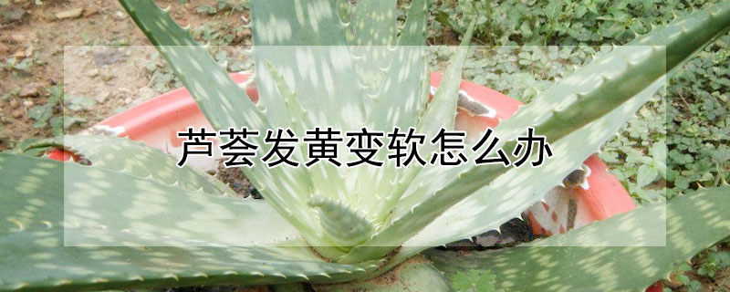 芦荟发黄变软怎么办（芦荟发黄变软怎么办视频）
