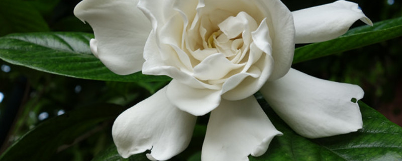 栀子花又叫什么花（栀子花又叫什么花呢）