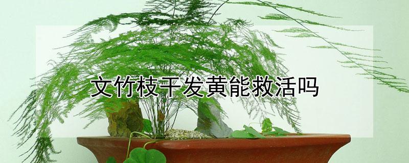 文竹枝干发黄能救活吗 文竹枝发黄怎么办?