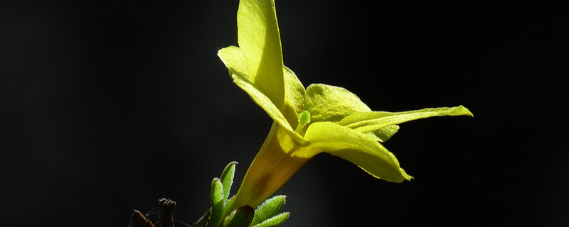 迎春花是否先有叶子后有花（迎春花是先开花后长叶还是先长叶后开花）