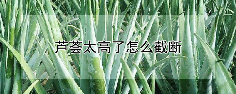 芦荟太高了怎么截断（芦荟太高了怎么截断怎么修剪视频）