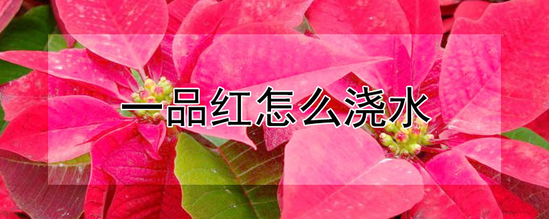 一品红怎么浇水（一品红怎么浇水几天浇一次啊）