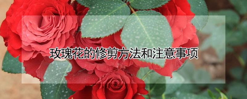 玫瑰花的修剪方法和注意事项 玫瑰花的修剪方法和注意事项图片
