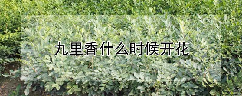 九里香什么时候开花 九里香什么时候开花视频