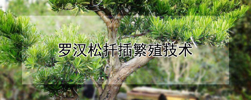 罗汉松扦插繁殖技术 罗汉松扦插繁殖技术要点