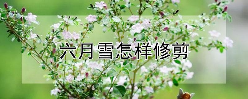 六月雪怎样修剪 六月雪怎么修剪