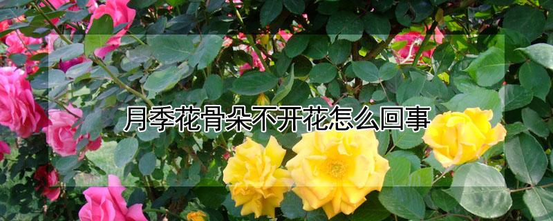 月季花骨朵不开花怎么回事 月季花骨朵开不出来是什么原因