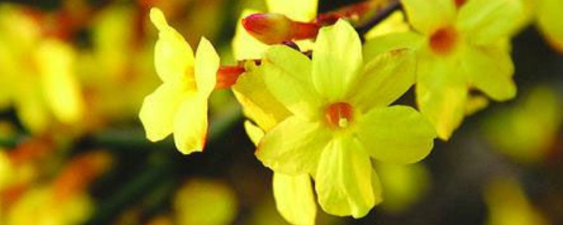 盆栽的迎春花有毒吗 迎春花在室内养有毒吗