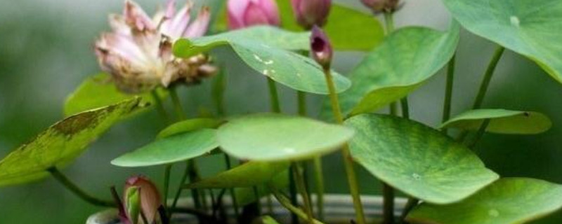 盆莲花的养殖方法（盆连花怎么养）
