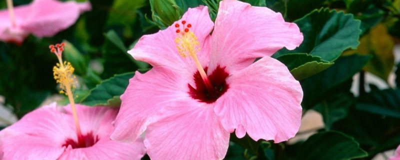 芙蓉花栽叶什么时候出新叶 芙蓉花栽叶什么时候出新叶呢