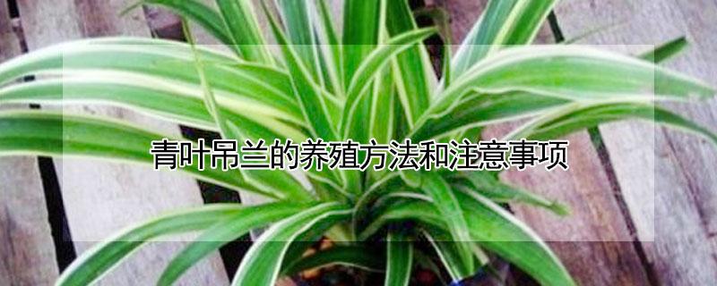 青叶吊兰的养殖方法和注意事项（青叶吊兰怎么养才能更旺盛）