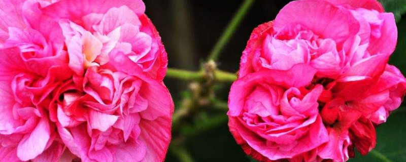 芙蓉花根部是种球吗 芙蓉花的根是什么样
