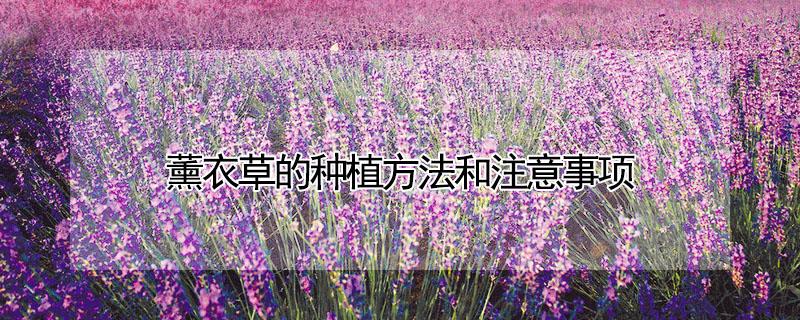 薰衣草的种植方法和注意事项 薰衣草的种植方法和注意事项图片