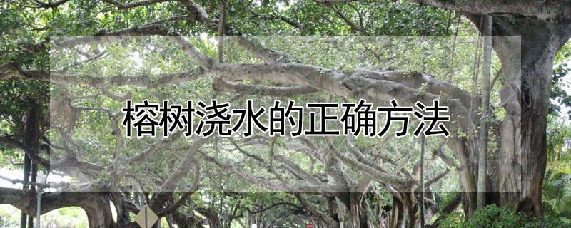 榕树浇水的正确方法 榕树浇水的正确方法视频