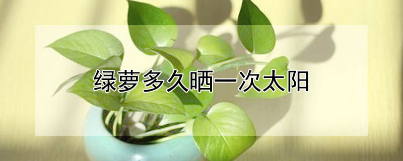 绿萝多久晒一次太阳（绿萝多久晒一次太阳合适）
