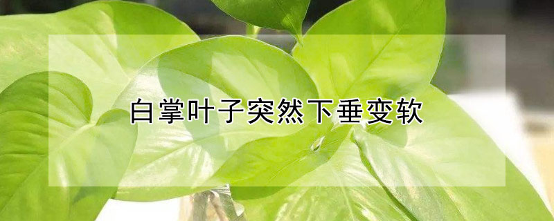 白掌叶子突然下垂变软 白掌叶子下垂变软发黄怎么补救