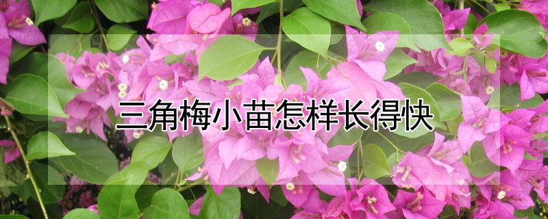 三角梅小苗怎样长得快（三角梅小苗怎样长得快视频）