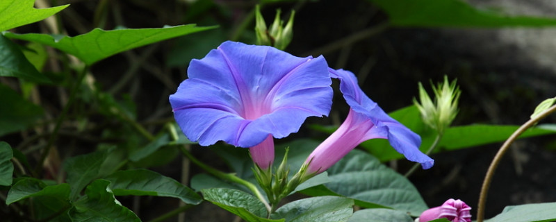 牵牛花不开花的原因（牵牛花不开花怎么办）