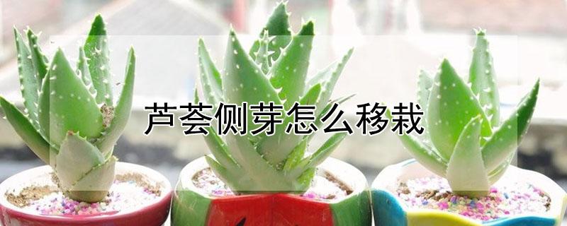 芦荟侧芽怎么移栽（芦荟侧芽怎么移栽成活率高）