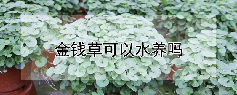 金钱草可以水养吗 金钱草可以直接用水养吗