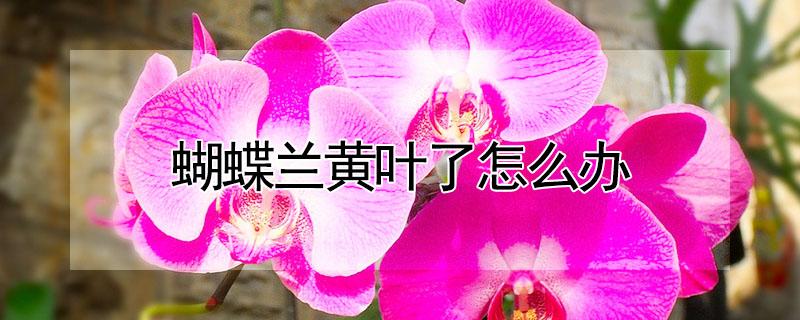 蝴蝶兰黄叶了怎么办（蝴蝶兰黄叶了怎么办小妙招）