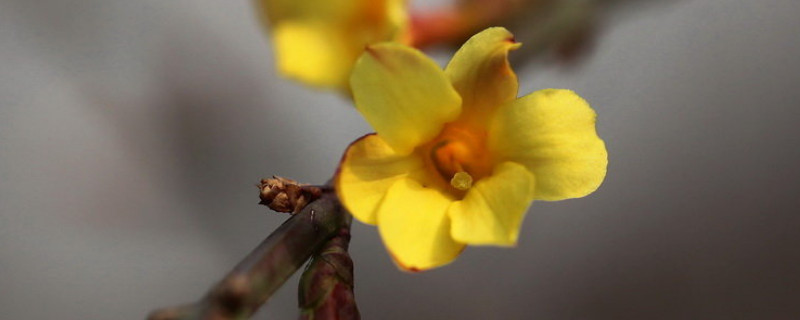 迎春花和桃花哪个先开（迎春花和桃花区别）