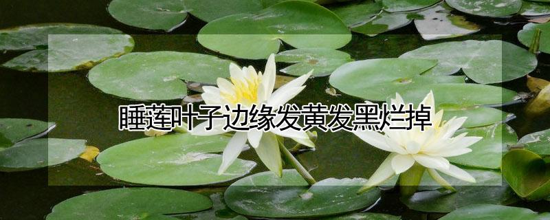 睡莲叶子边缘发黄发黑烂掉 睡莲叶子边缘发黄发黑烂掉还能开花吗