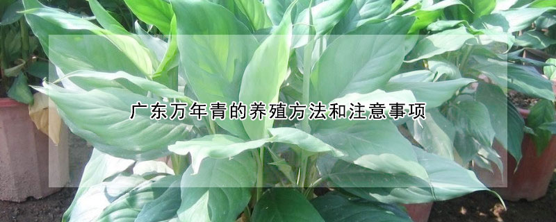 广东万年青的养殖方法和注意事项（广东万年青的养殖方法和注意事项用什么,肥料）